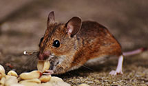 24 Hour & Emergency Exterminators in Whippany, NJ
